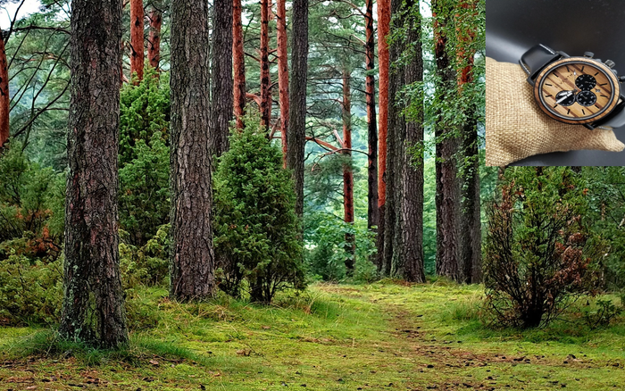These are the alternative uses of wood for this century and why you should embrace them